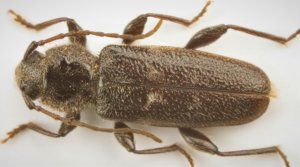spuszczel pospolity hylotrupes bajulus