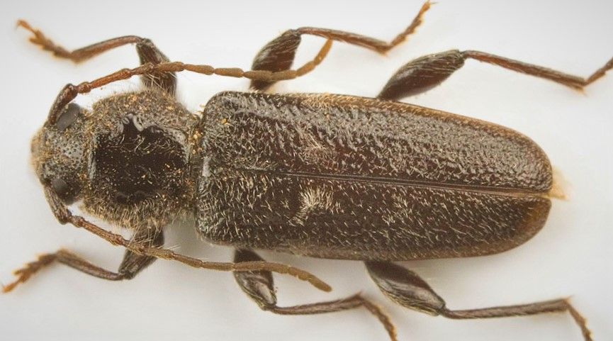 spuszczel-pospolity-hylotrupes-bajulus