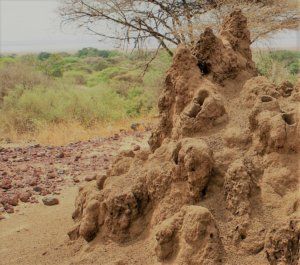 kopce termitów gniazda
