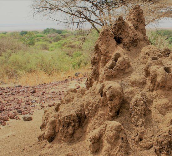 Termity – występowanie, kopce i ciekawostki o termitach