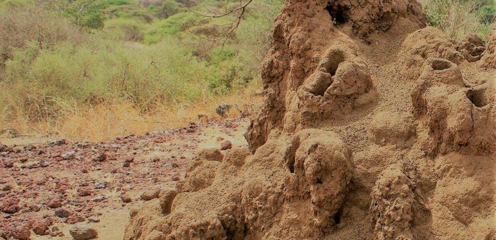 Termity – występowanie, kopce i ciekawostki o termitach