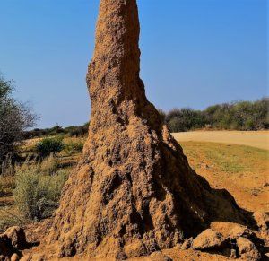 kopce termitów gniazda
