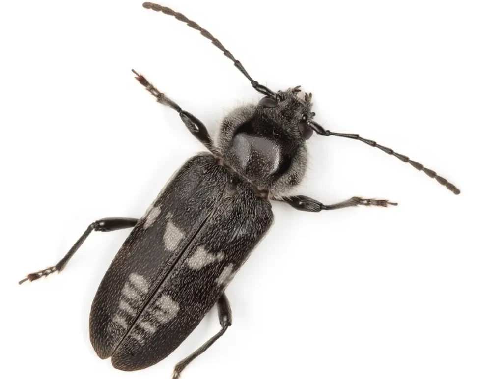 jakie są najgrozniejsze szkodniki drewna