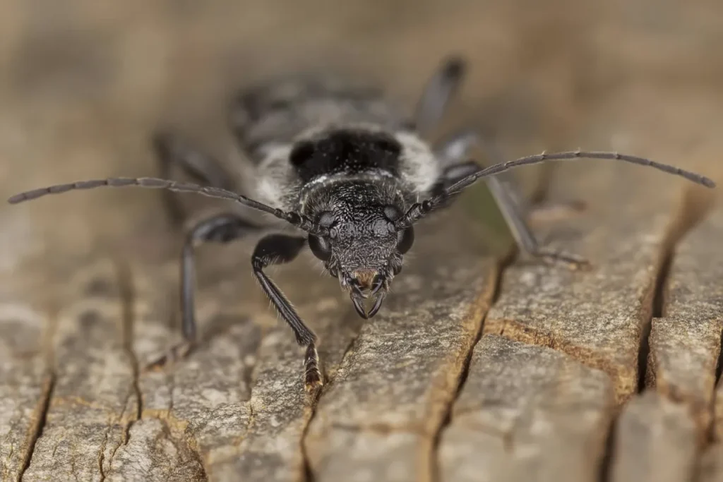 najgroźniejsze szkodniki drewna