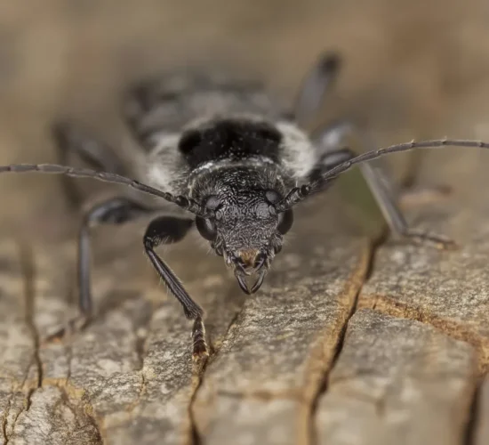 Jaki jest najgroźniejszy szkodnik drewna?