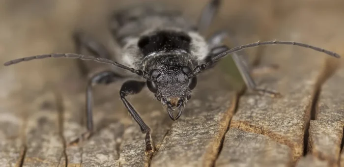 Jaki jest najgroźniejszy szkodnik drewna?